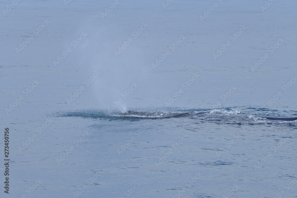 Fototapeta premium ニュージーランドのクジラ