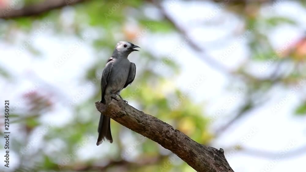 The Ashy Drongo is a skittish regular migrant to Thailand in which it likes to perch high on branches, that may be far to reach by humans or animals, easy to take off and capture insects. The Ashy Drongo is a skittish regular migrant to Thailand in which it likes to perch high on branches, that may be far to reach by humans or animals, easy to take off and capture insects.