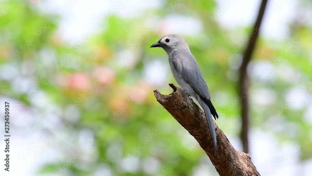 The Ashy Drongo is a skittish regular migrant to Thailand in which it likes to perch high on branches, that may be far to reach by humans or animals, easy to take off and capture insects. The Ashy Drongo is a skittish regular migrant to Thailand in which it likes to perch high on branches, that may be far to reach by humans or animals, easy to take off and capture insects.
