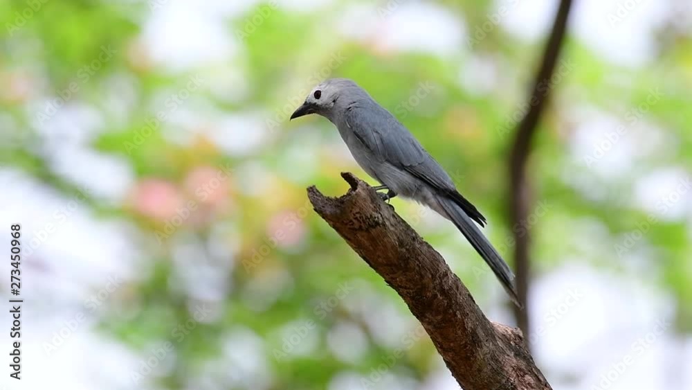 The Ashy Drongo is a skittish regular migrant to Thailand in which it likes to perch high on branches, that may be far to reach by humans or animals, easy to take off and capture insects. The Ashy Drongo is a skittish regular migrant to Thailand in which it likes to perch high on branches, that may be far to reach by humans or animals, easy to take off and capture insects.