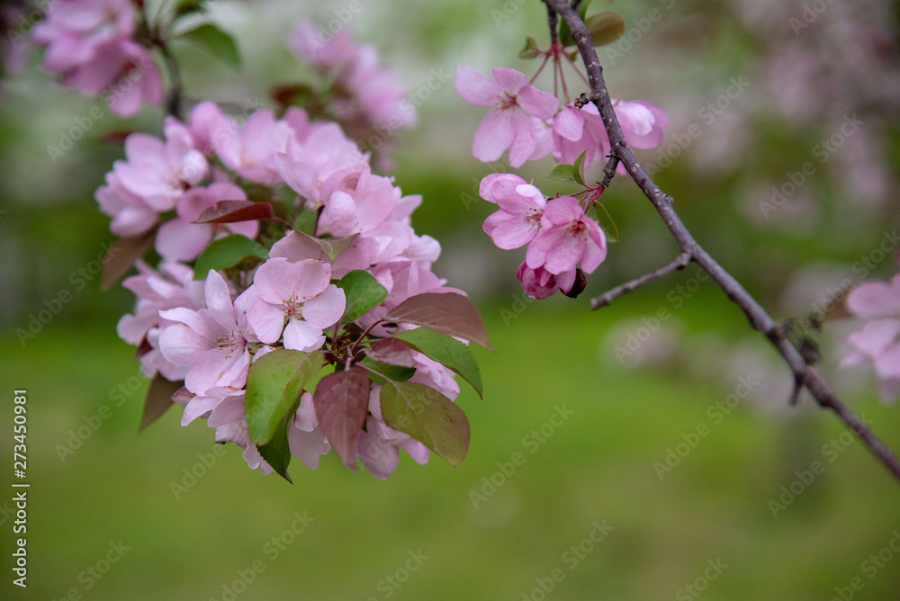 Apple tree in bloom, blooming garden, pink flowers and green grass Apple tree in bloom, blooming garden, pink flowers and green grass