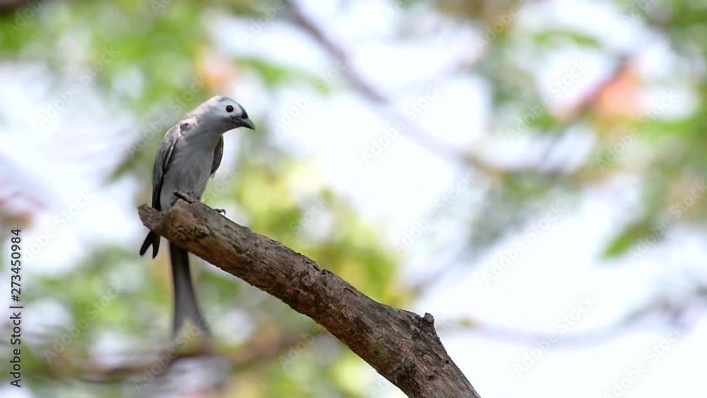 The Ashy Drongo is a skittish regular migrant to Thailand in which it likes to perch high on branches, that may be far to reach by humans or animals, easy to take off and capture insects. The Ashy Drongo is a skittish regular migrant to Thailand in which it likes to perch high on branches, that may be far to reach by humans or animals, easy to take off and capture insects.