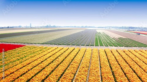 Aerial of beautiful colored tulip fields in the Netherlands, Flevopolder, in spring photo