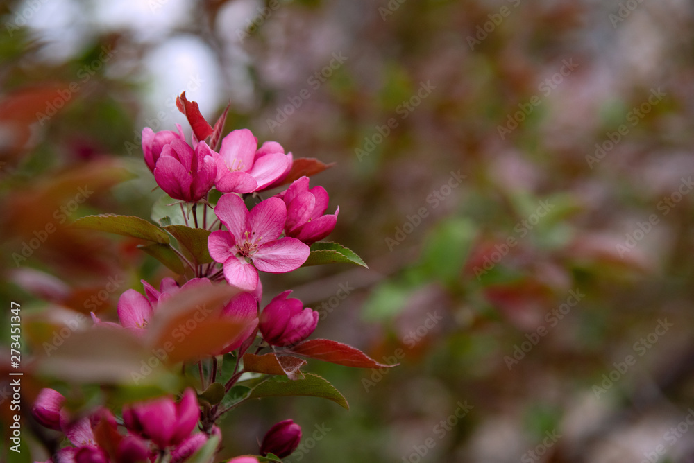 Apple tree in bloom, blooming garden, red and pink flowers, green leaves Apple tree in bloom, blooming garden, red and pink flowers, green leaves