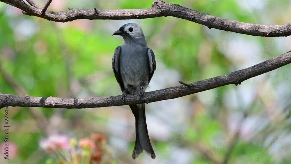 The Ashy Drongo is a skittish regular migrant to Thailand in which it likes to perch high on branches, that may be far to reach by humans or animals, easy to take off and capture insects.
