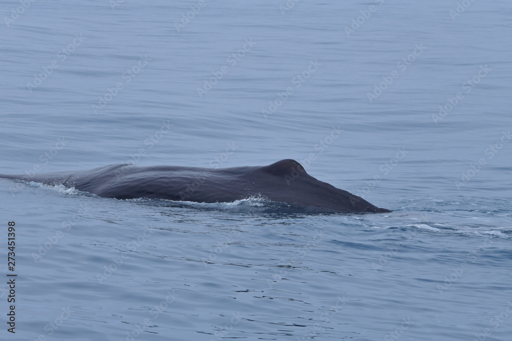 Fototapeta premium ニュージーランドのクジラ