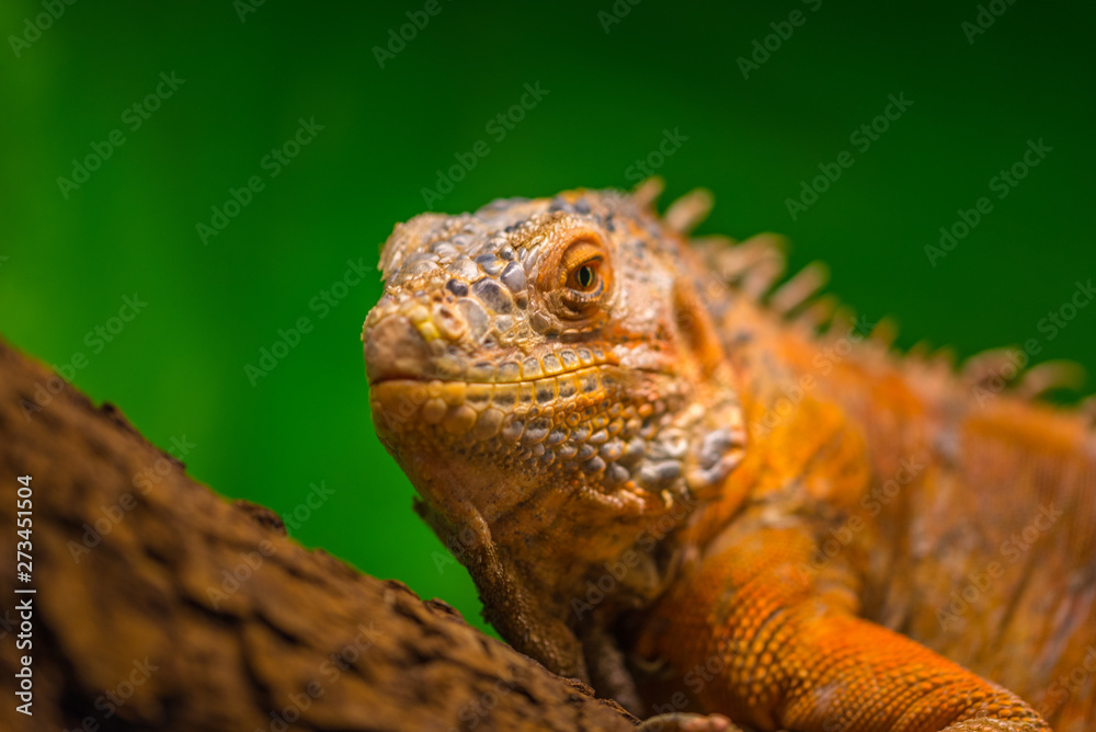 Fototapeta premium Reptil