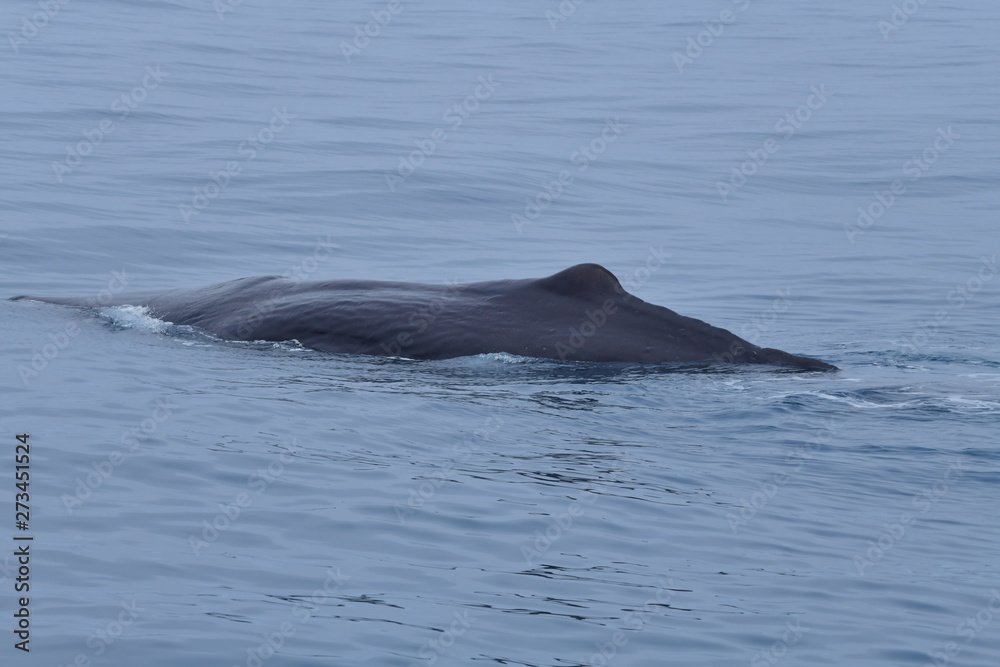Fototapeta premium ニュージーランドのクジラ