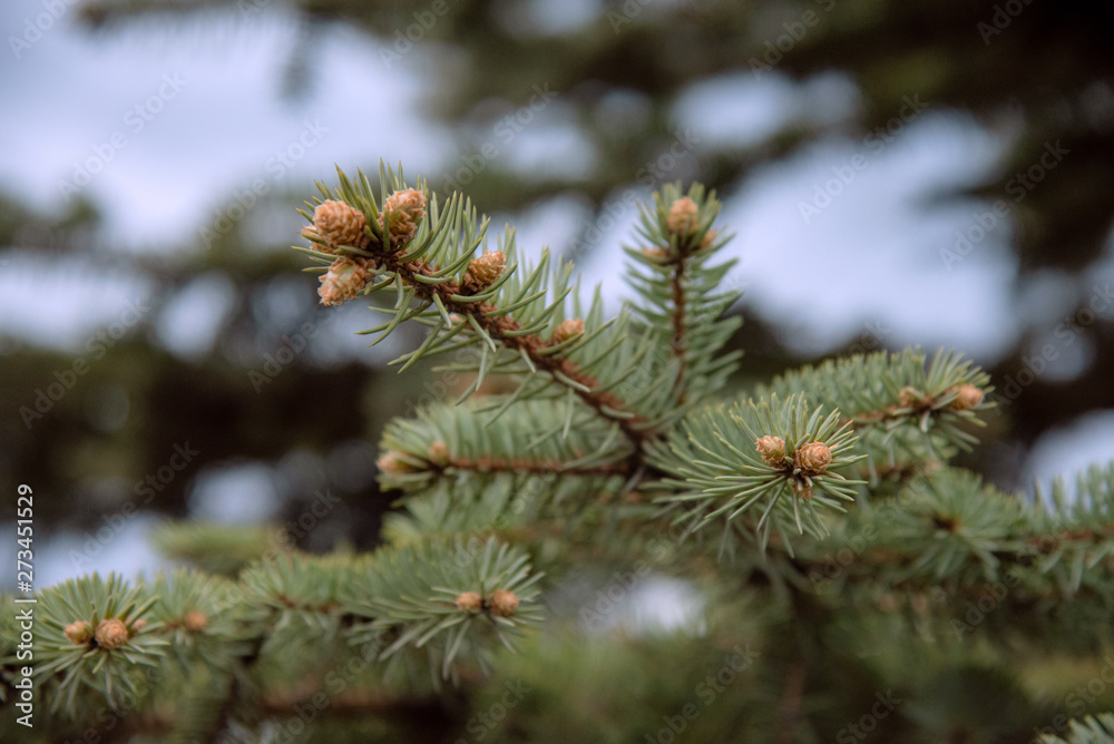 Green pine tree branches, closeup, needles and small cones Green pine tree branches, closeup, needles and small cones