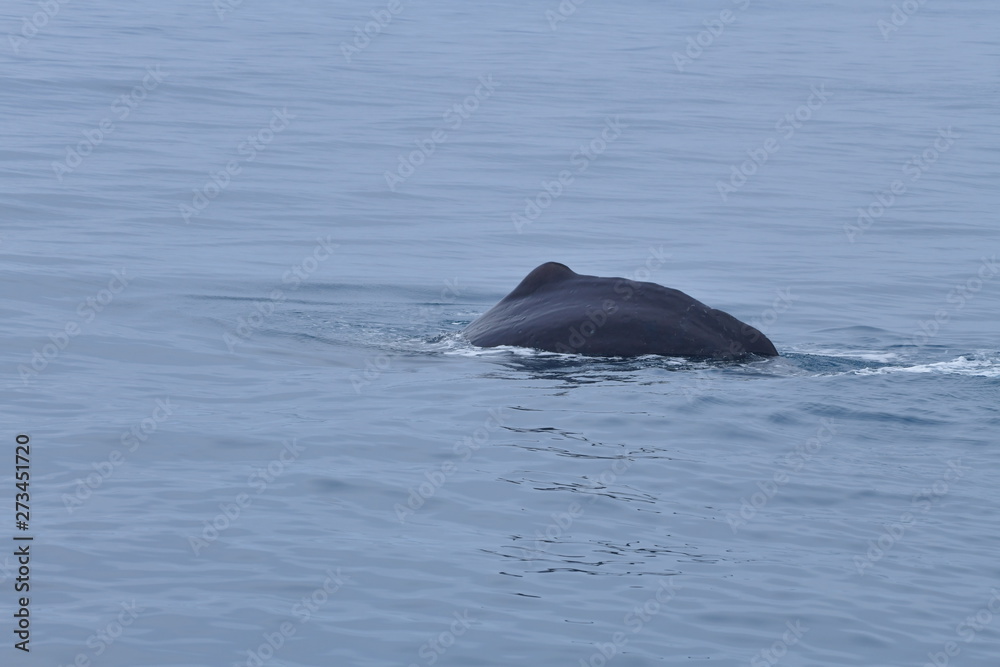 Obraz premium ニュージーランドのクジラ