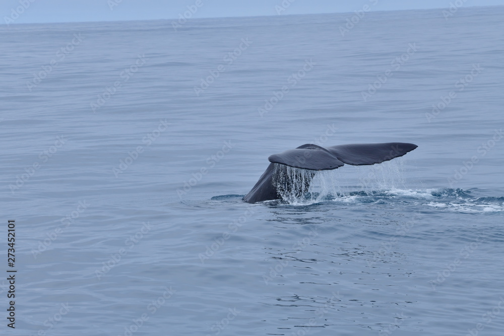 Fototapeta premium ニュージーランドのクジラ