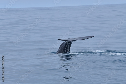 ニュージーランドのクジラ