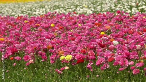 Wallpaper Mural Persian Buttercup Flower Field Ranunculus Asiaticus Torontodigital.ca