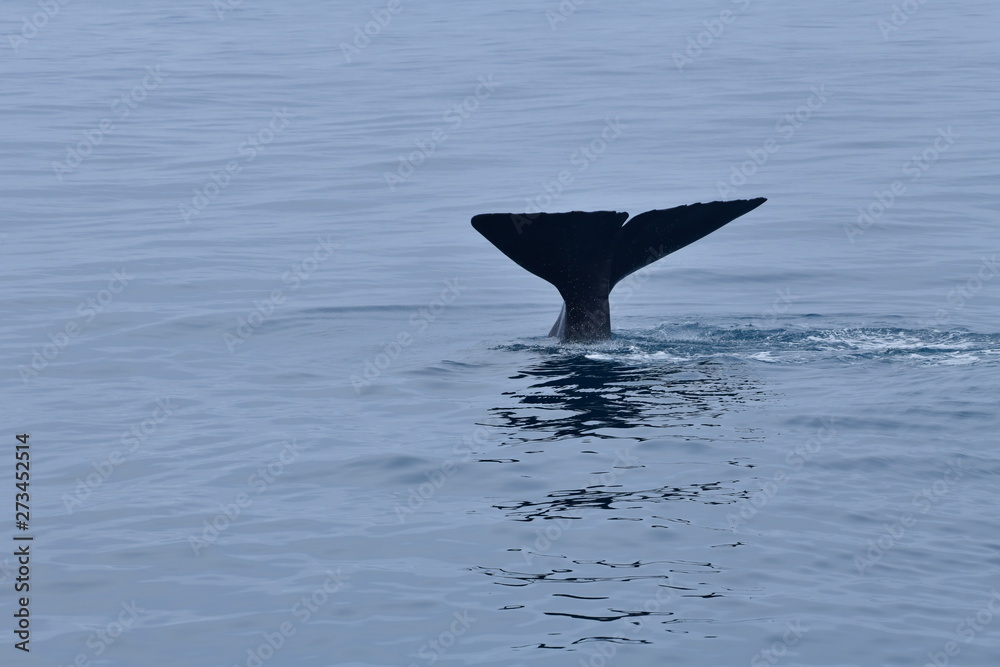 Fototapeta premium ニュージーランドのクジラ