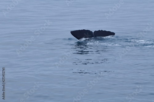 ニュージーランドのクジラ