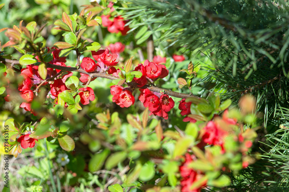 Red quince blooms Red quince blooms