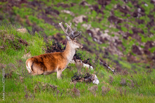 Εκτύπωση καμβά Killarney National Park