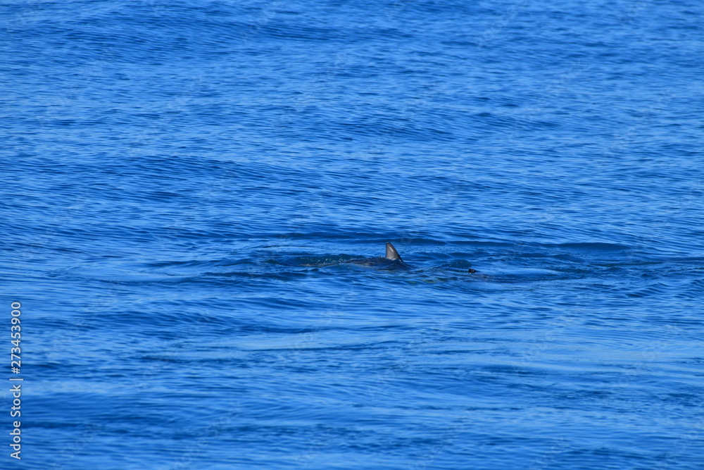 Obraz premium ニュージーランドのイルカ