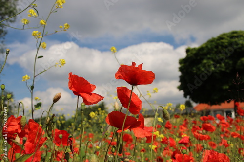Red poppy flower with dark clouds in the sky as background. photo