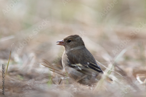 Bird