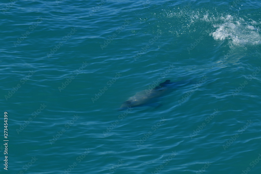 Naklejka premium ニュージーランドのイルカ
