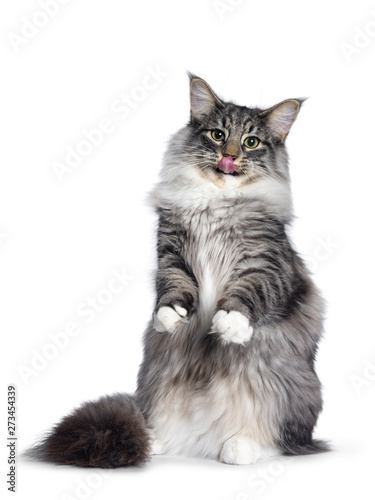 Adorable young Norwegian Forestcat, sitting on hind paws facing front. Looking curious at lens. Isolated on white background. Sticking out tongue.
