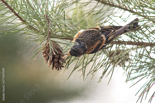 An inventive bird