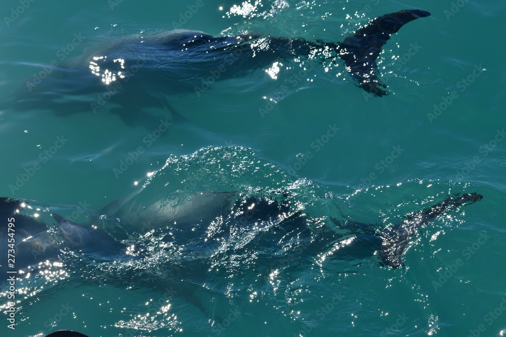 Naklejka premium ニュージーランドのイルカ