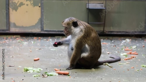 Monkey eating vegetables at the zoo Berlin Germany