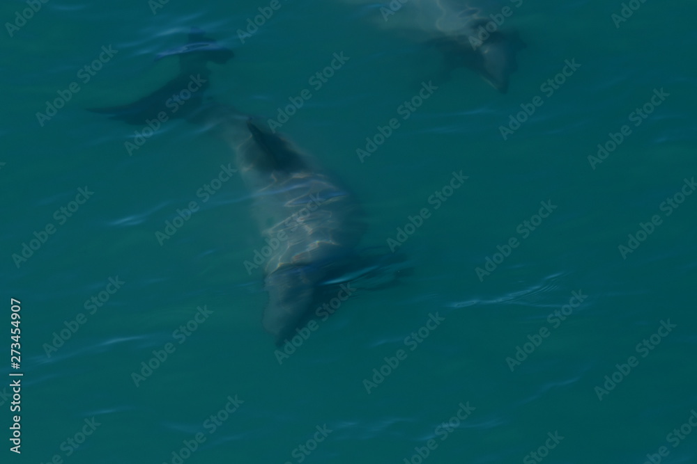 Naklejka premium ニュージーランドのイルカ