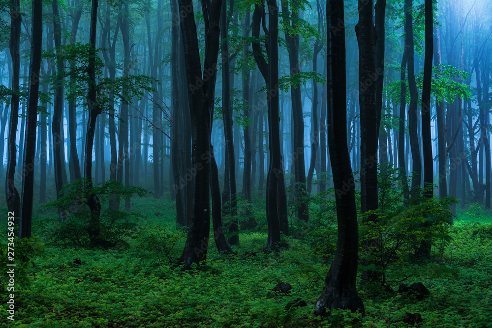 Obraz premium Fairy tale misty looking woods in a rainy day.