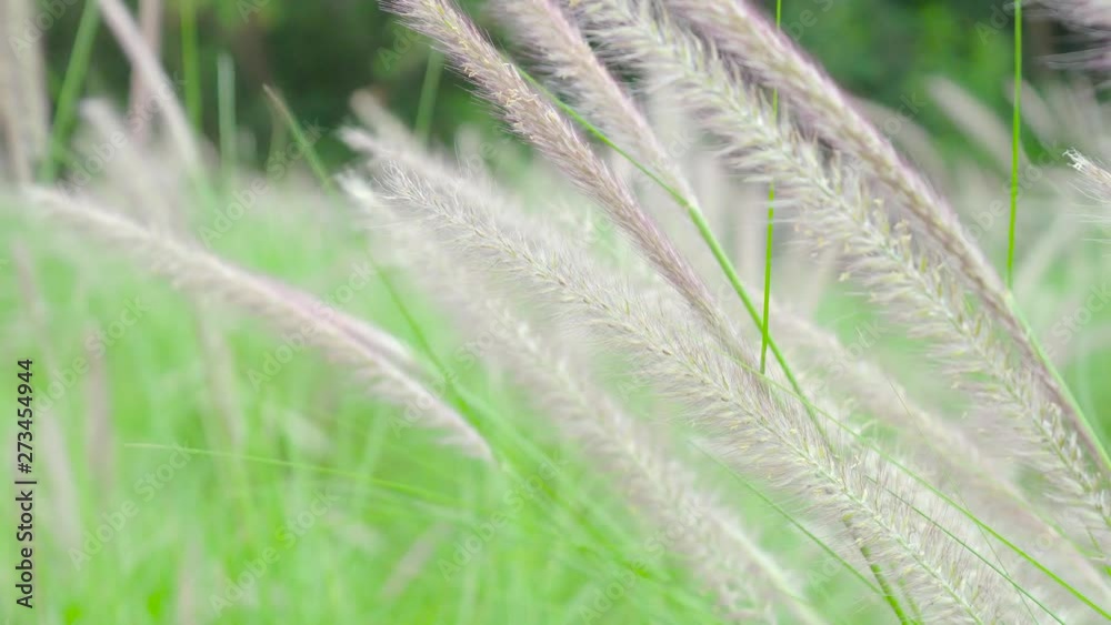 Natural grass flowers, wind blowing, beautiful movement Natural grass flowers, wind blowing, beautiful movement
