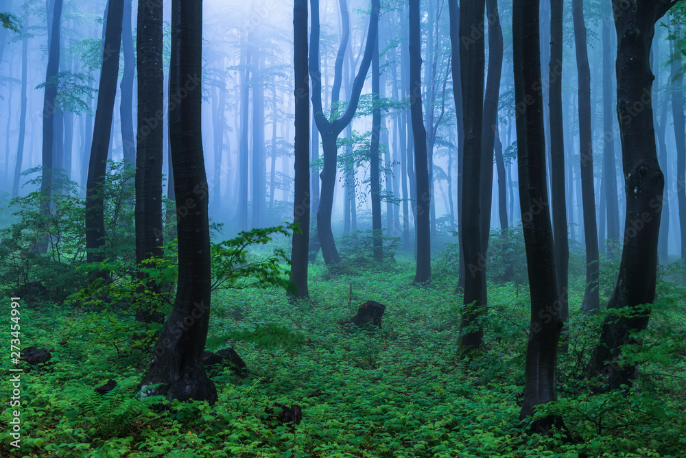 Fototapeta premium Fairy tale misty looking woods in a rainy day. Cold foggy morning in horror forest