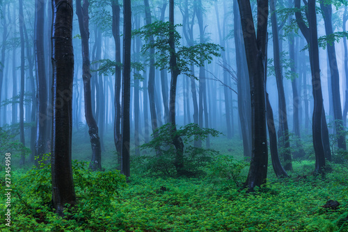 Fototapeta Naklejka Na Ścianę i Meble -  Fairy tale misty looking woods in a rainy day. Cold foggy morning in horror forest