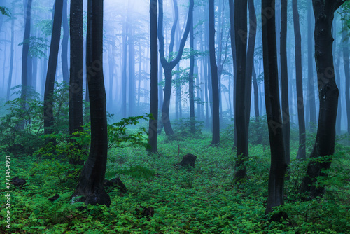 Fairy tale misty looking woods in a rainy day. Cold foggy morning in horror forest