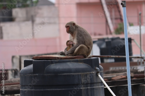 A monkey's love