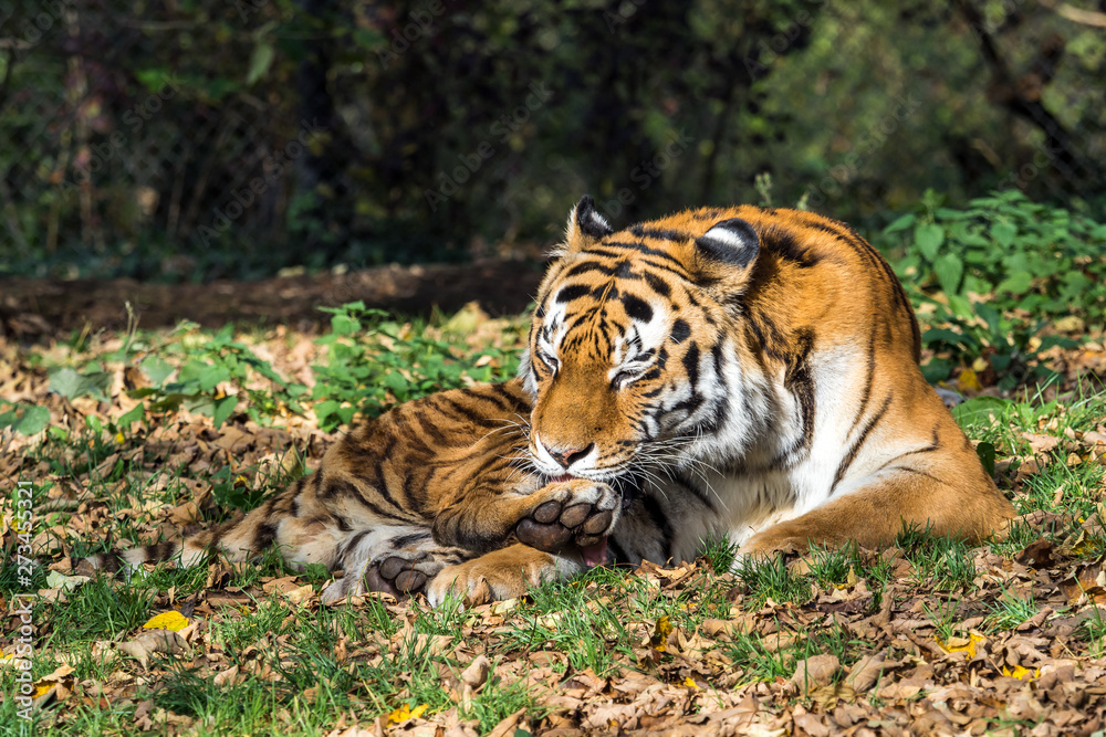 The Siberian tiger,Panthera tigris altaica in the zoo The Siberian tiger,Panthera tigris altaica in the zoo