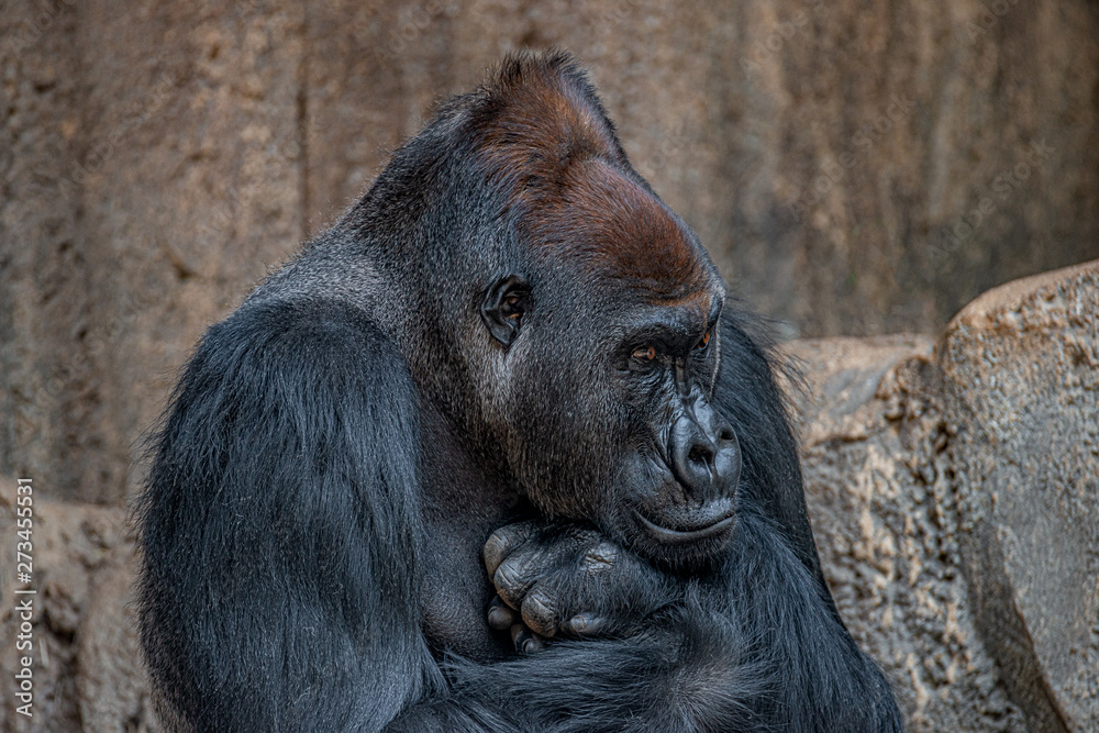 Portrait of very powerful but calm alpha male African gorilla