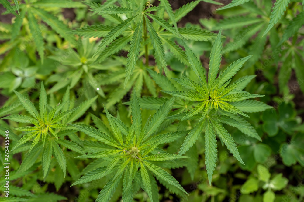 young hemp bushes, canabis bushes young hemp bushes, canabis bushes
