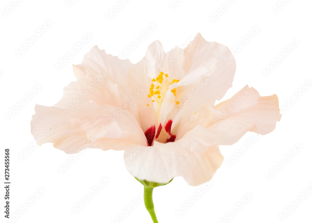 single pale pink hibiscus