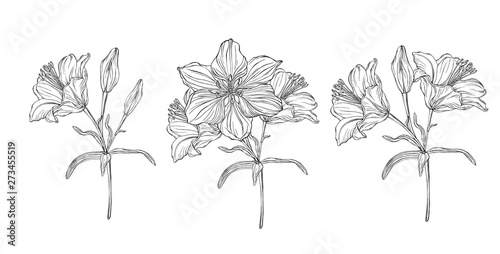 Vector floral color compositions with Lily flowers.