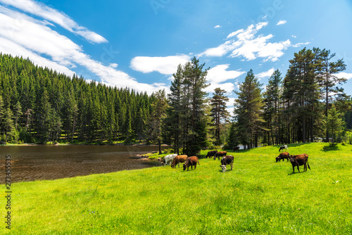 Few cows grazing on pasture by mountain lake at hot summer day in Rhodope mountain, Bulgaria