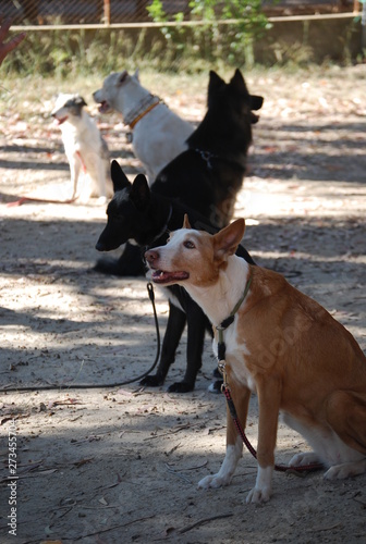Canine Portrait, Dog Obedience Lesson