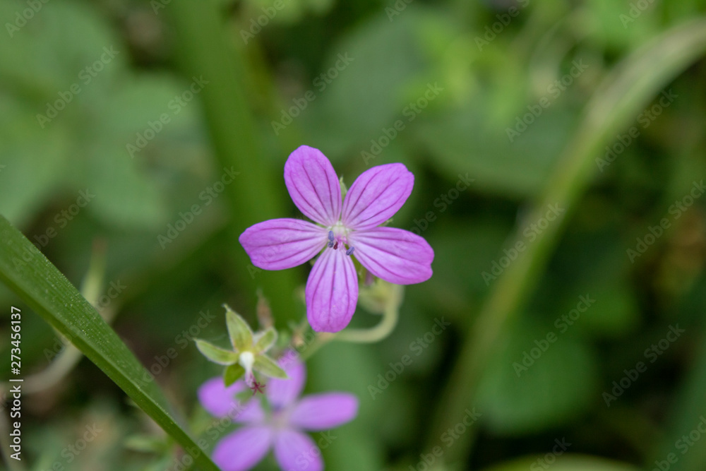 Close-up of Erodium cicutarium (Redstem Stork's Bill) flower Close-up of Erodium cicutarium (Redstem Stork's Bill) flower