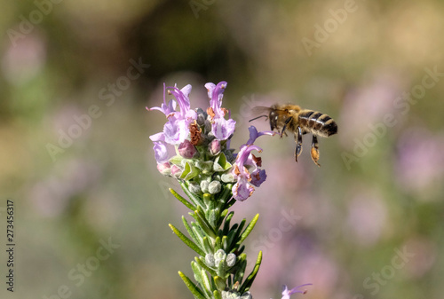 Hovering Bee and  Flower