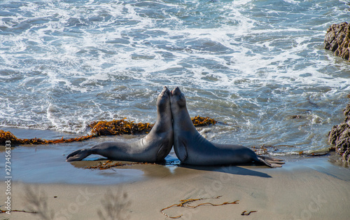 Elephant seals resting on the beach in California, USA photo