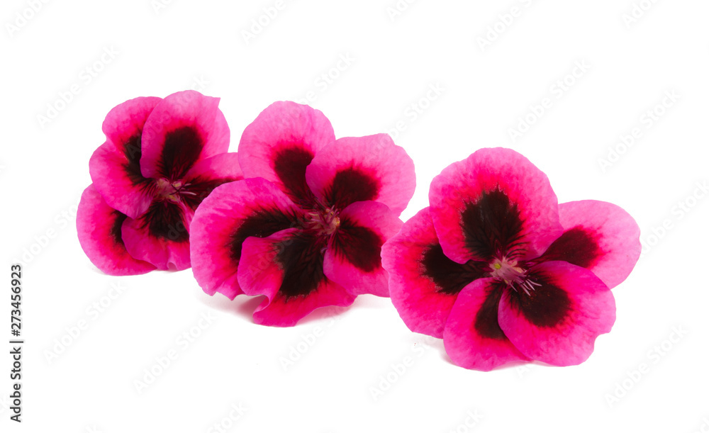 Fototapeta premium flower pelargonium isolated