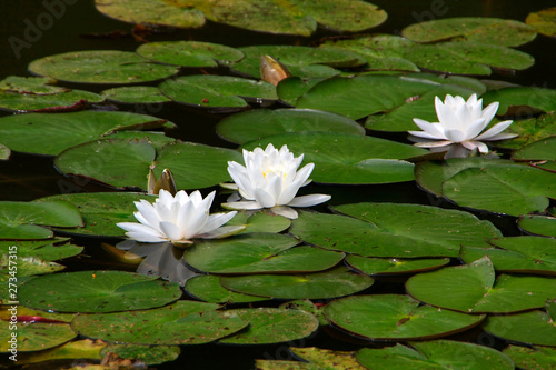 Water lily  Nymphaea  Lily pond  Germany  Europe