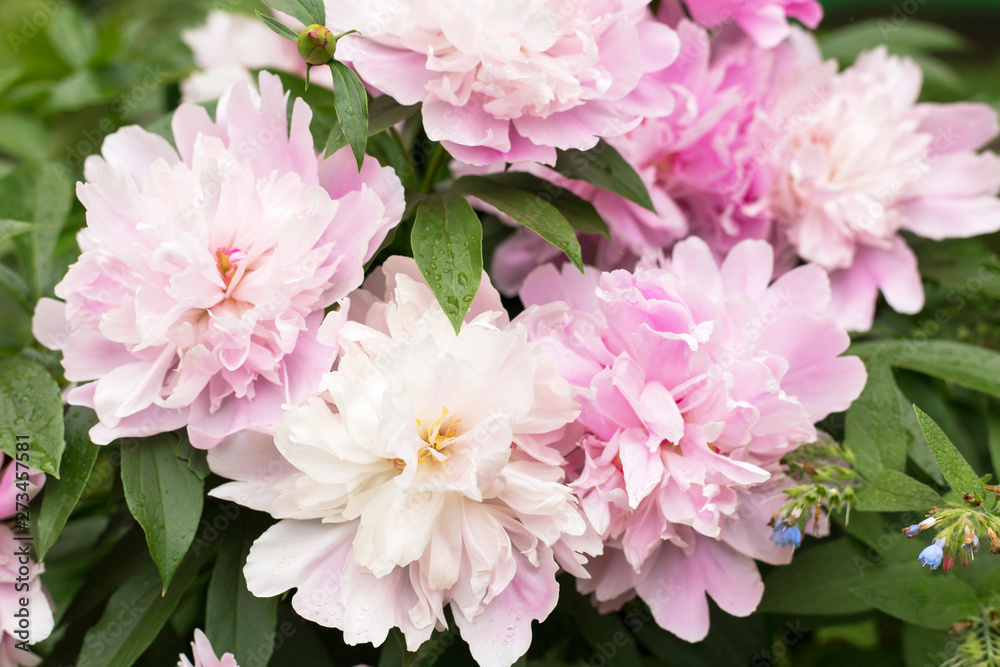 White pink peony in garden close-up, macro 