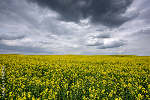Fototapeta Naklejka Na Ścianę i Meble -  Mazury Garbate 11